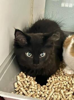 Pope -  Domestic Medium Hair Cat for Adoption in Muskegon, Michigan - Pope | PetCurious