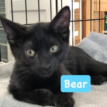 Bear - DogDay Mascoutah -  Domestic Short Hair Cat for Adoption in Belleville, Illinois - Bear - DogDay Mascoutah | PetCurious