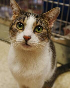 Domestic Short Hair Cats Available for Adoption in Herndon, Virginia - Kato | PetCurious