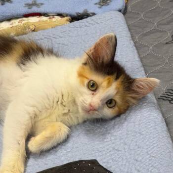 Demelza -  Domestic Long Hair Cat for Adoption in Hernando, Mississippi - Demelza | PetCurious