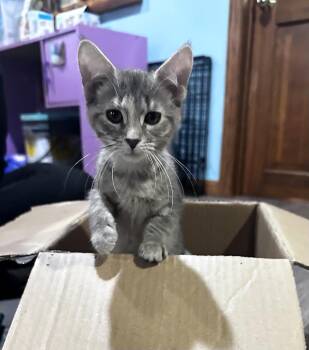 Domestic Short Hair Cats Available for Adoption in Farmington, Minnesota - Jasmine | PetCurious