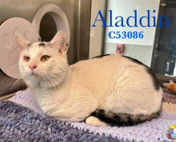 Domestic Short Hair Cats Available for Adoption - Aladdin | PetCurious