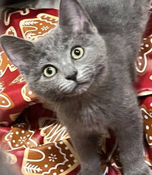 Rescue Domestic Short Hair Cats for Adoption in Greensburg, Pennsylvania - Hermie | PetCurious