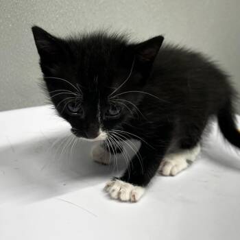 Zora -  Domestic Short Hair Cat for Adoption in Tampa, Florida - Zora | PetCurious