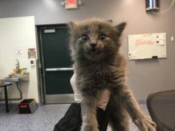 Domestic Short Hair Cats Available for Adoption in Thousand Palms, California - SHANTI | PetCurious