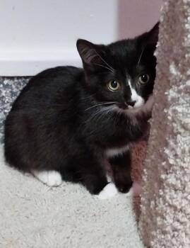 Meko * IN FOSTER * -  Domestic Short Hair Cat for Adoption in South Bend, Indiana - Meko * IN FOSTER * | PetCurious