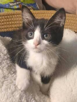 Cosmic Chaos -  Domestic Short Hair Cat for Adoption in El Dorado, Arkansas - Cosmic Chaos | PetCurious
