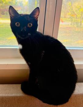 Georgia Bush -  Domestic Short Hair Cat Available for Adoption in Darien, Georgia - Georgia Bush | PetCurious