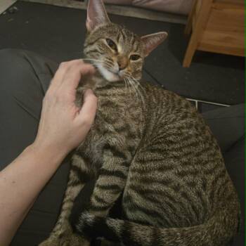 Tabby Cats Available for Adoption in Hamilton, Ontario - Prada - An Affectionate Girl! | PetCurious