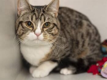 TEDDI -  Domestic Short Hair Cat for Adoption in Phoenix, Arizona - TEDDI | PetCurious