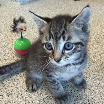 Starfish -  Domestic Short Hair Cat for Adoption in Cooperstown, New York - Starfish | PetCurious