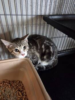 Domestic Short Hair Cats Available for Adoption in Bossier City, Louisiana - Pickle | PetCurious