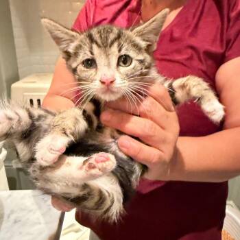Sand Tart -  Domestic Short Hair Cat for Adoption in Los Angeles, California - Sand Tart | PetCurious