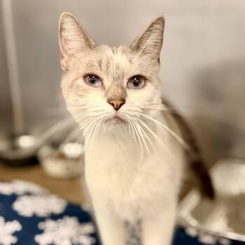 Snowy -  Siamese Cat for Adoption in Jackson Township, New Jersey - Snowy | PetCurious