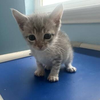 Nikolai 9 -  Domestic Short Hair Cat for Adoption in Austin, Texas - Nikolai 9 | PetCurious