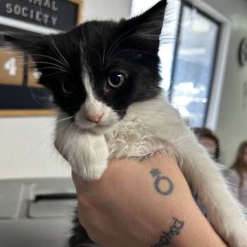 Rescue Domestic Medium Hair Cats for Adoption in Yucaipa, California - Orpheus | PetCurious