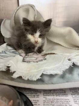 Tommy -  Domestic Medium Hair Cat for Adoption in Richland Hills, Texas - Tommy | PetCurious