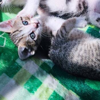 Domestic Short Hair Cats Available for Adoption in Kansas City, Missouri - Lollie | PetCurious