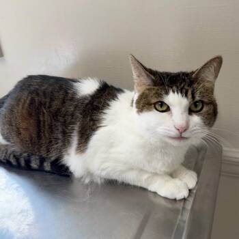 Domestic Short Hair Cats Available for Adoption - Maybe | PetCurious