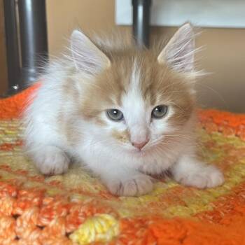 Pineapple -  Domestic Short Hair Cat Available for Adoption in Wadena, Minnesota - Pineapple | PetCurious