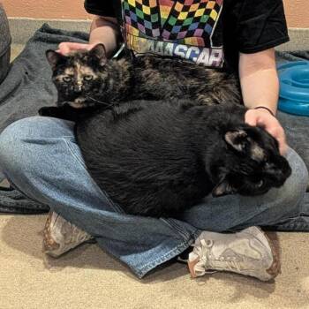 Sleepy - Available from Foster -  Domestic Short Hair and Mixed Breed Cat for Adoption in South Burlington, Vermont - Sleepy - Available From Foster | PetCurious