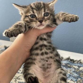 Twix -  Domestic Short Hair Cat for Adoption in Chanute, Kansas - Twix | PetCurious