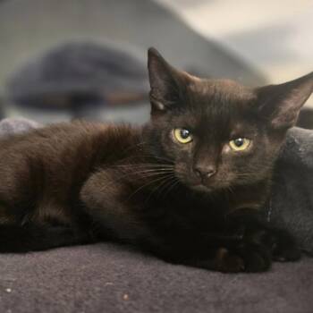 Boo -  Domestic Short Hair Cat for Adoption in Bentonville, Arkansas - Boo | PetCurious