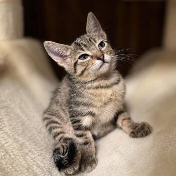 Penni & Ginger -  Domestic Short Hair Cat for Adoption in Liverpool, Texas - Penni & Ginger | PetCurious