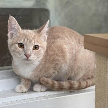 Siri -  Domestic Short Hair Cat for Adoption in Gloucester, Virginia - Siri | PetCurious