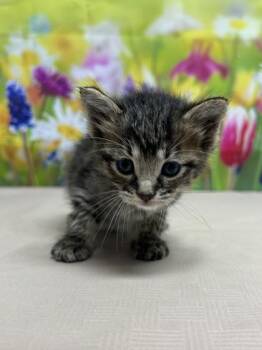 Domestic Short Hair Cats Available for Adoption in San Antonio, Texas - Splinter | PetCurious