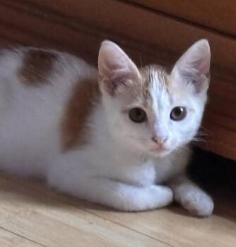 Waylon (A141300) -  Domestic Short Hair Cat for Adoption in Burbank, California - Waylon (A141300) | PetCurious