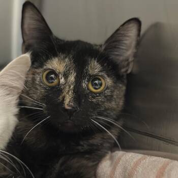 Costume -  Domestic Short Hair Cat for Adoption in Matteson, Illinois - Costume | PetCurious