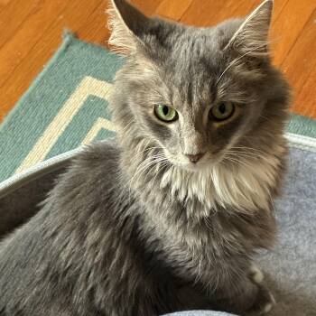 Falcor -  Domestic Medium Hair Cat for Adoption in Lemoyne, Pennsylvania - Falcor | PetCurious