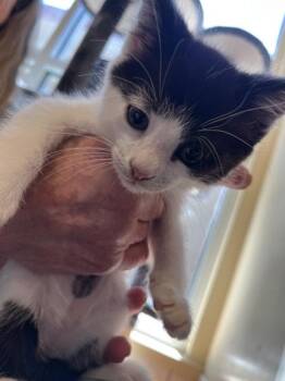 Figaro -  Domestic Short Hair Cat for Adoption in Salinas, California - Figaro | PetCurious