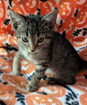 Rescue Domestic Short Hair Cats for Adoption in Greene, New York - Howie | PetCurious