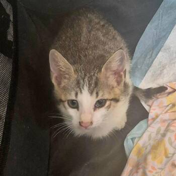 Lenox -  Domestic Short Hair Cat for Adoption in Buffalo, New York - Lenox | PetCurious