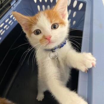 FOREMAN -  Domestic Short Hair Cat for Adoption in Aurora, Colorado - FOREMAN | PetCurious