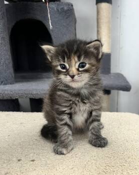 Dilute Tortoiseshell and Domestic Long Hair Cats Available for Adoption in Paulina, Louisiana - Trout | PetCurious