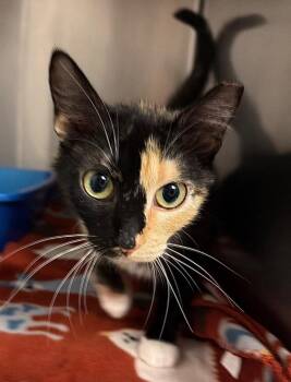 Luna Glue -  Domestic Short Hair Cat for Adoption in Ocala, Florida - Luna Glue | PetCurious