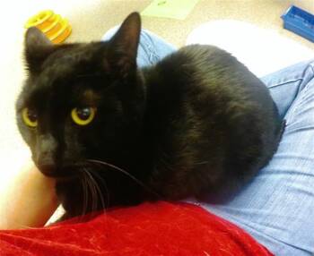 HARU -  Domestic Short Hair Cat for Adoption in Omaha, Nebraska - HARU | PetCurious