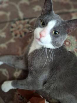 Oliver -  Domestic Short Hair Cat for Adoption in Richmond, Virginia - Oliver | PetCurious
