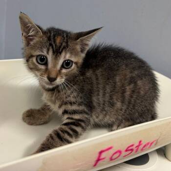 Amy -  Domestic Short Hair Cat for Adoption in Columbus, Georgia - Amy | PetCurious