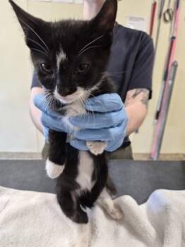 Polar Bear -  Domestic Short Hair Cat Available for Adoption - Polar Bear | PetCurious