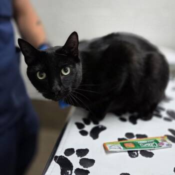 Jesse -  Domestic Medium Hair and Mixed Breed Cat for Adoption in Incline Village, Nevada - Jesse | PetCurious