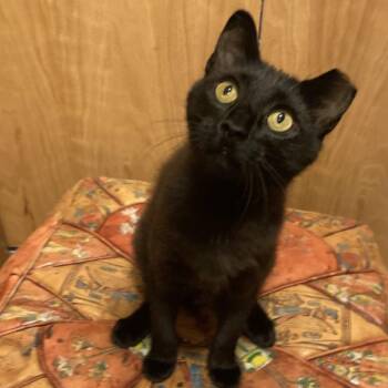 Roux -  Domestic Short Hair Cat for Adoption in Bismarck, North Dakota - Roux | PetCurious