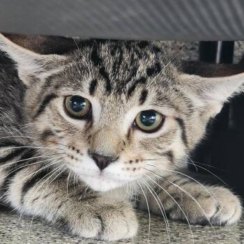 Forest -  Domestic Short Hair Cat for Adoption in Gloucester, Virginia - Forest | PetCurious
