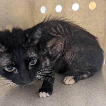 Jackson -  Domestic Short Hair Cat for Adoption in Philadelphia, Pennsylvania - Jackson | PetCurious
