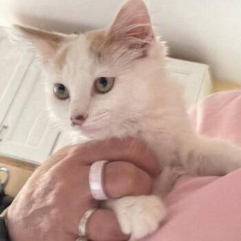 Aspen Hughes -  Domestic Medium Hair Cat for Adoption in Eagle Mountain, Utah - Aspen Hughes | PetCurious