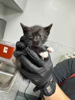 Domestic Short Hair Cats Available for Adoption in Sevierville, Tennessee - Whisker Biscuit | PetCurious