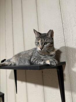 Rescue Torbie and Domestic Short Hair Cats for Adoption in Liverpool, Texas - Allie | PetCurious